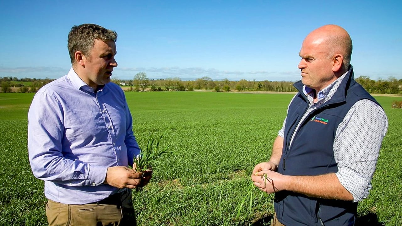 CROPS WATCH: Winter wheat flying through growth stages