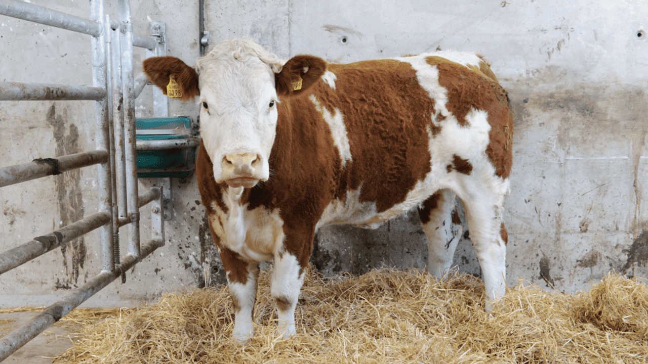 High-maternal heifers to go under the hammer at Ballybay Mart