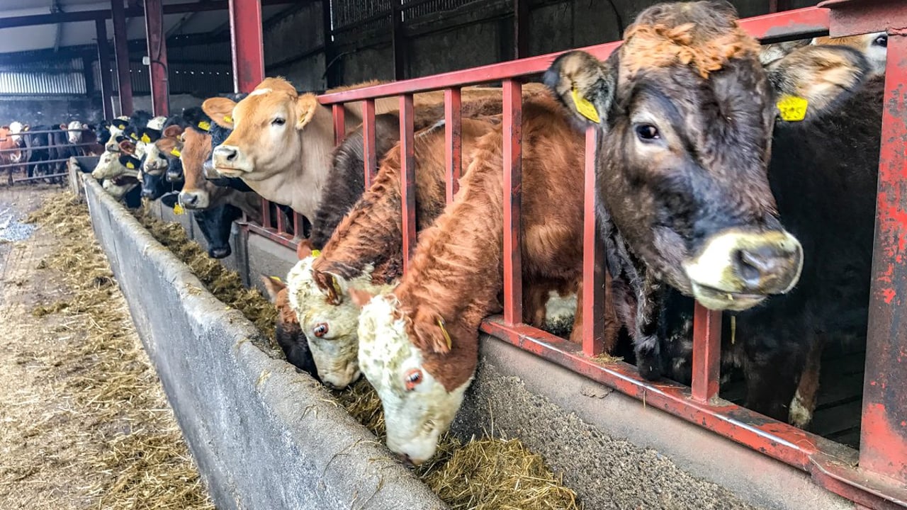 Beef focus: Self sufficiency boosts profit on beef enterprise in Co. Kilkenny