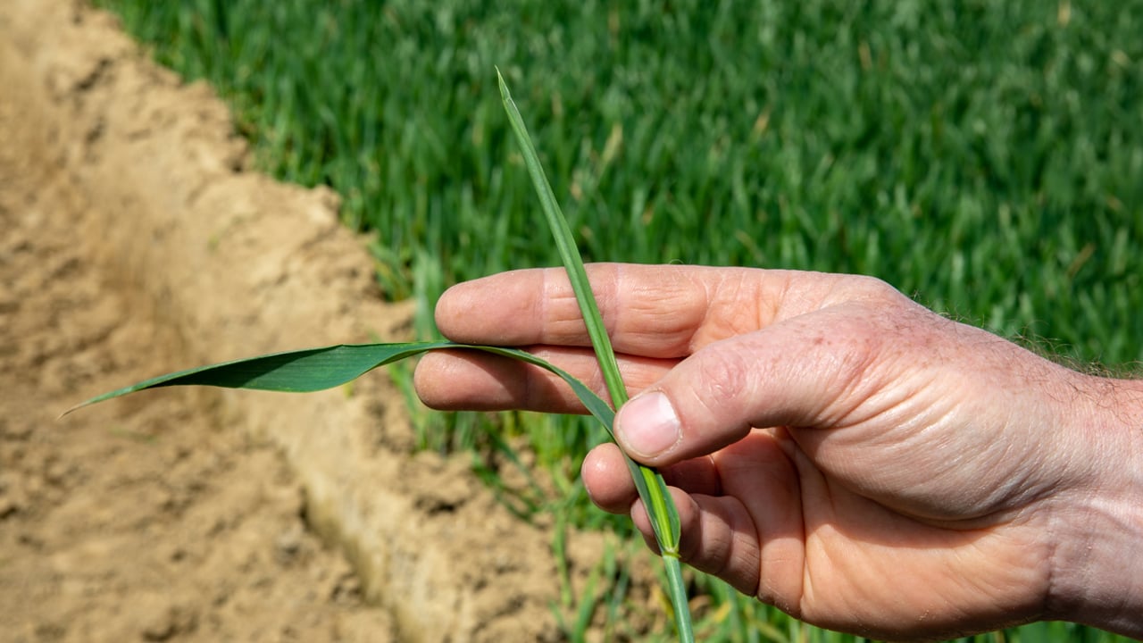 Scientists finally crack the code of the wheat genome