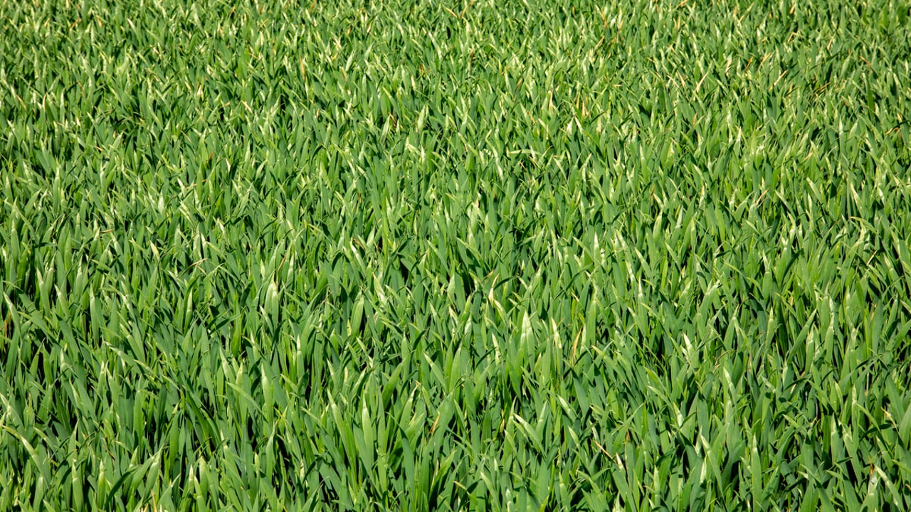 Tillage: Time to consider new seed varieties for 2023-2024