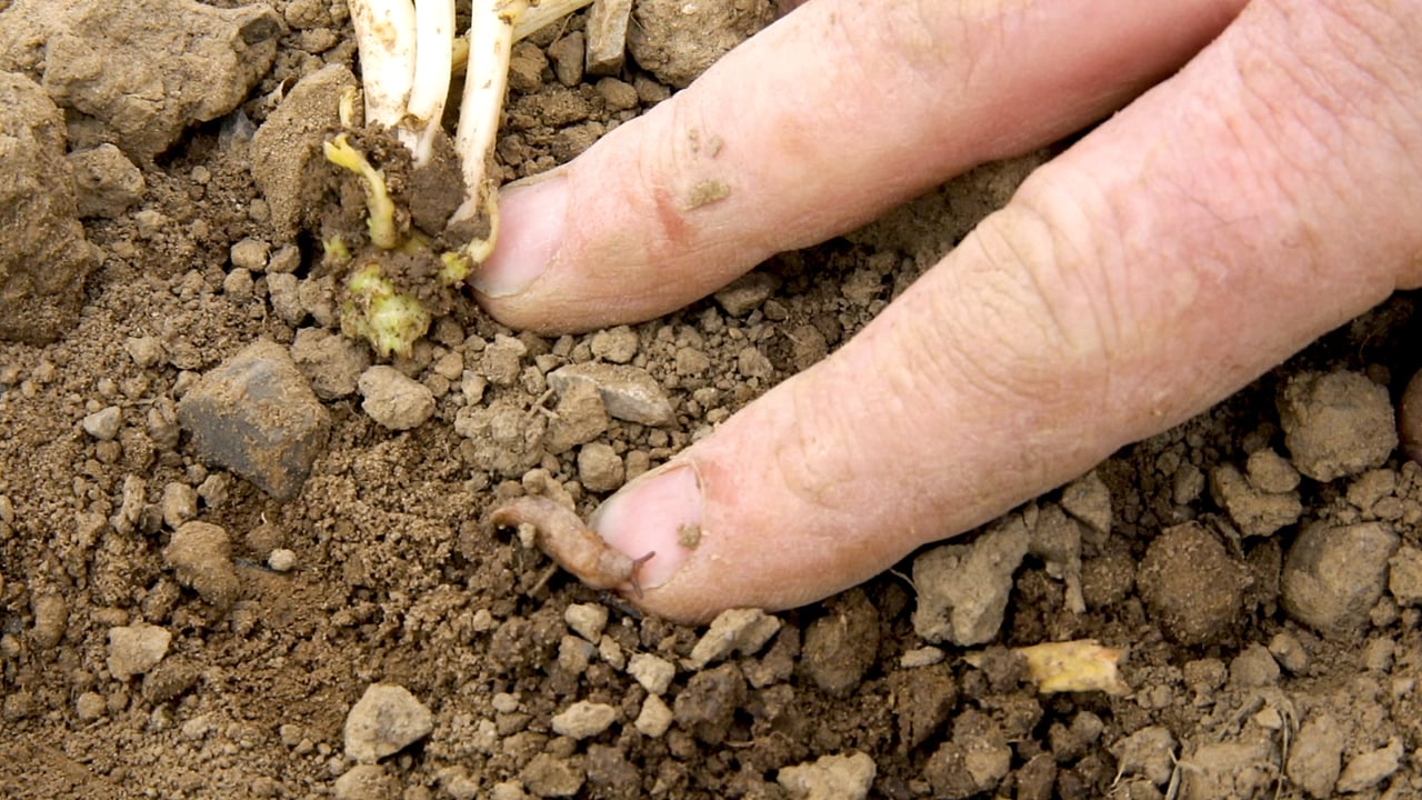Tillage: How best to assess and control slugs