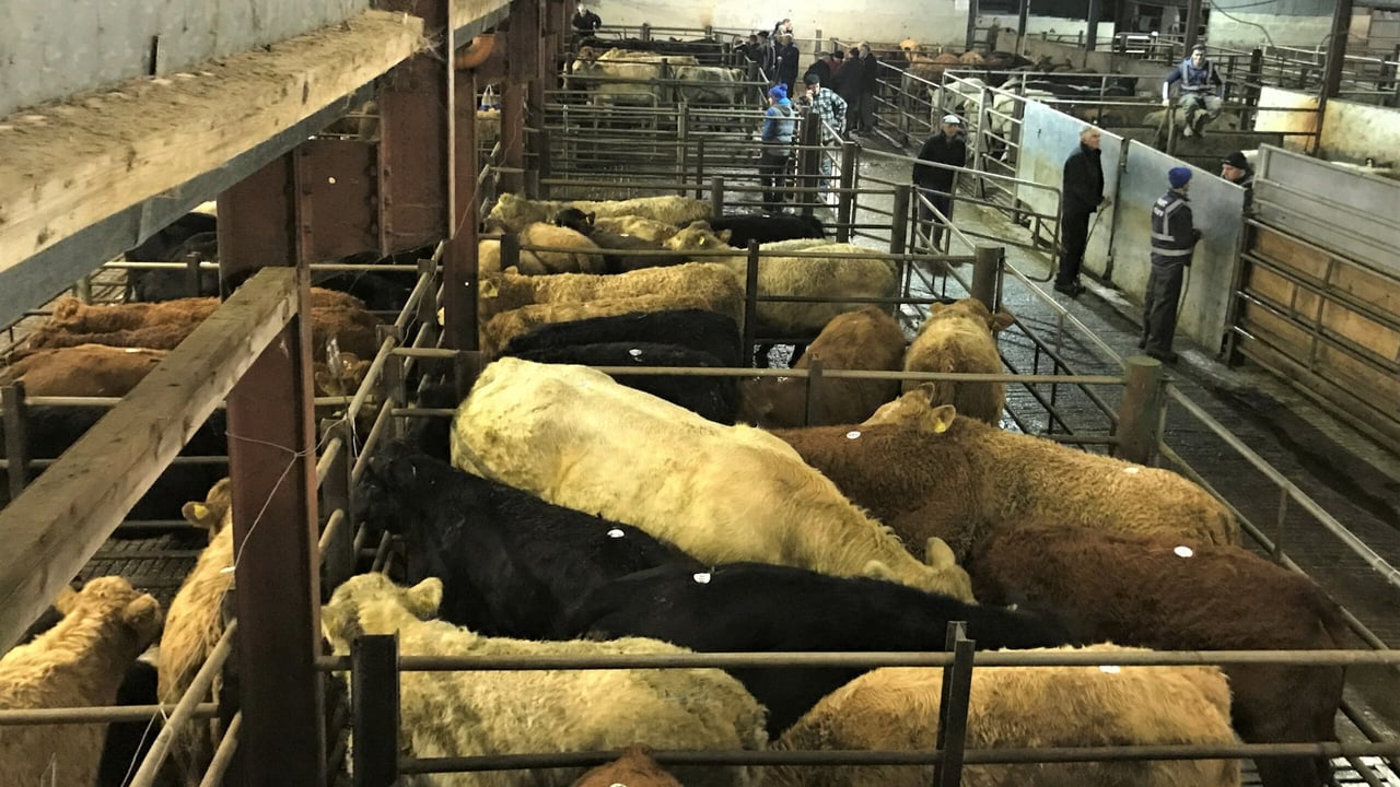 Cattle marts: Exporters drive the trade at the ringside