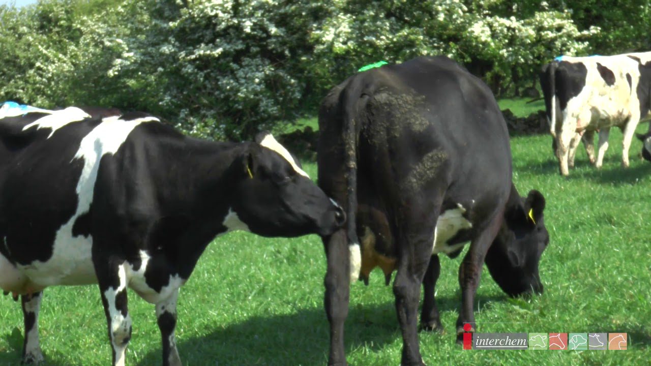 7 reasons why you should use an injection to worm your dairy cows