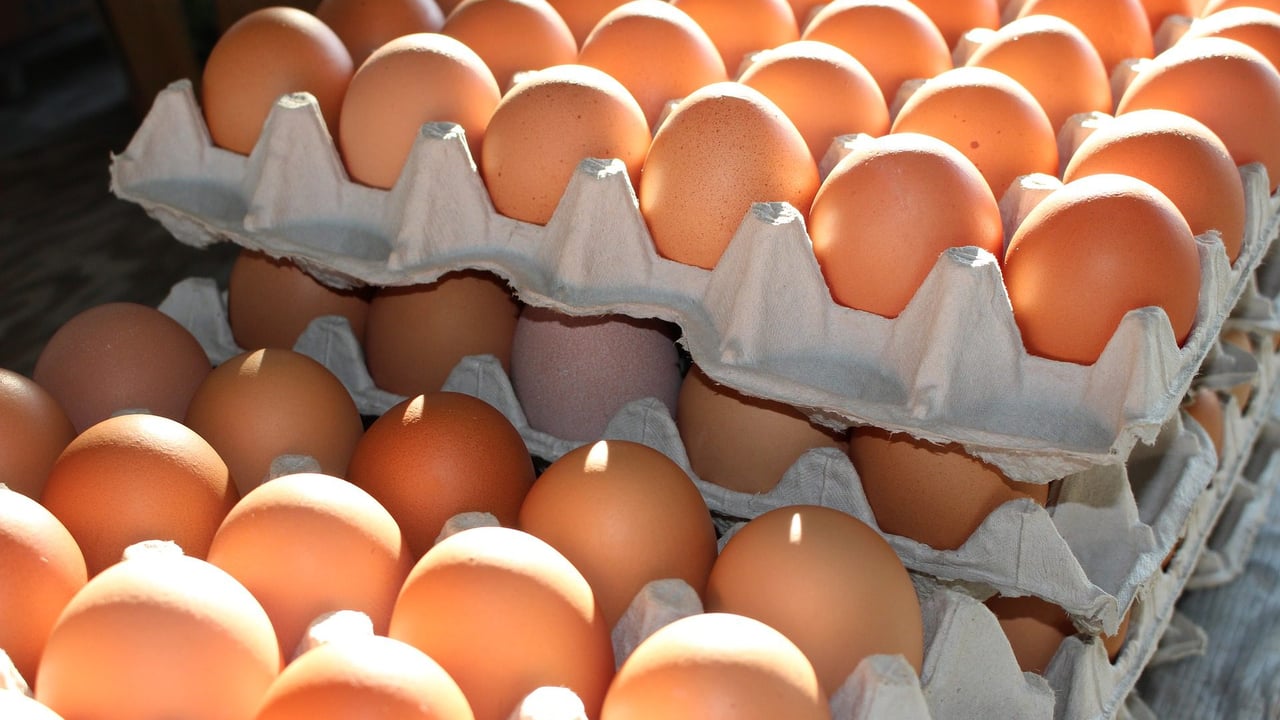 US restaurants add surcharge to food containing eggs