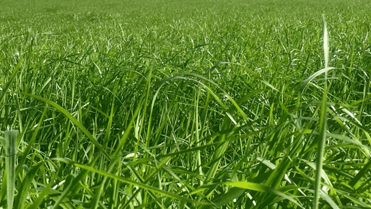 10-point plan for successful reseeding