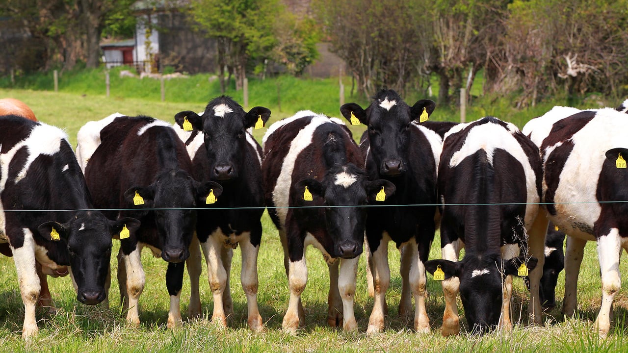 'Effective worm control: Cattle must be allowed to develop a level of natural immunity'