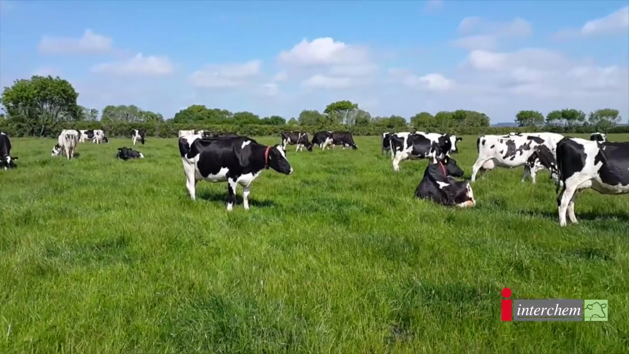 Importance of preventative strategies for milk fever