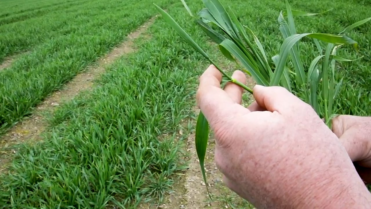 CROPS WATCH: Straight forward T2 on winter wheat
