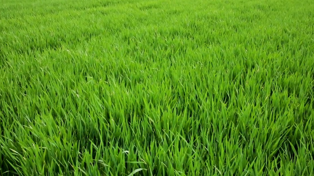 CROPS WATCH: Clean winter barley