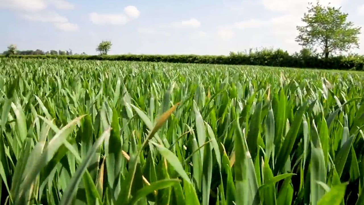 Crops Watch: The importance of nutrition on winter wheat