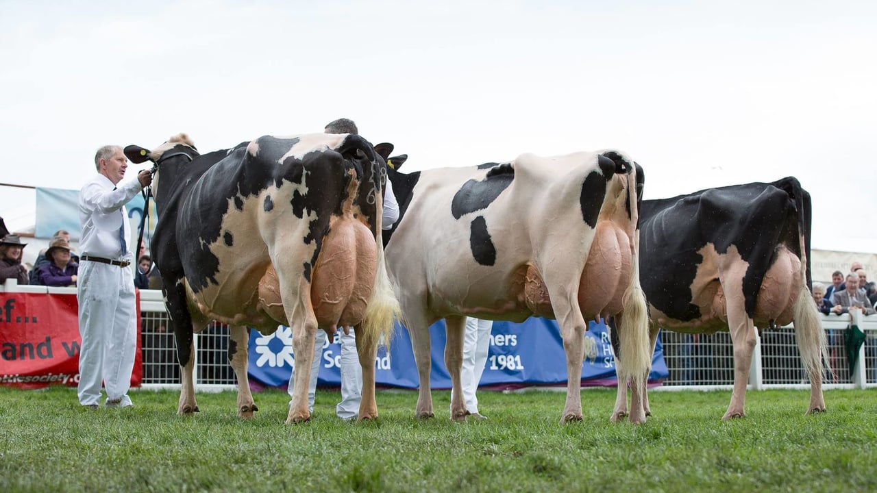 Holstein UK announces 2021 Premier Herd Competition finalists