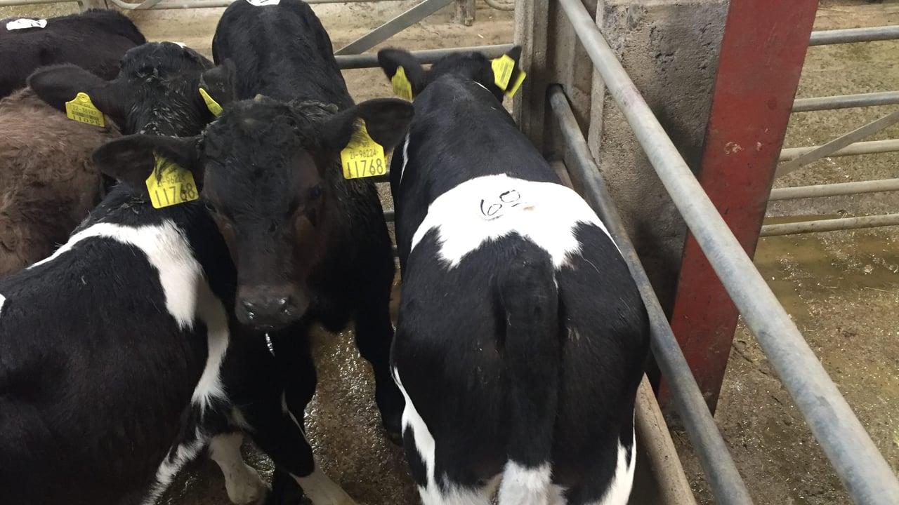 Friesian bull calves for export selling up to €60/head in Cork marts