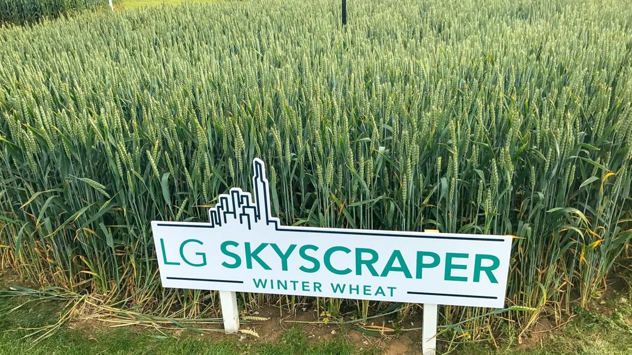 Skyscrapers of wheat and oilseed rape made of steel...what's new in crop varieties