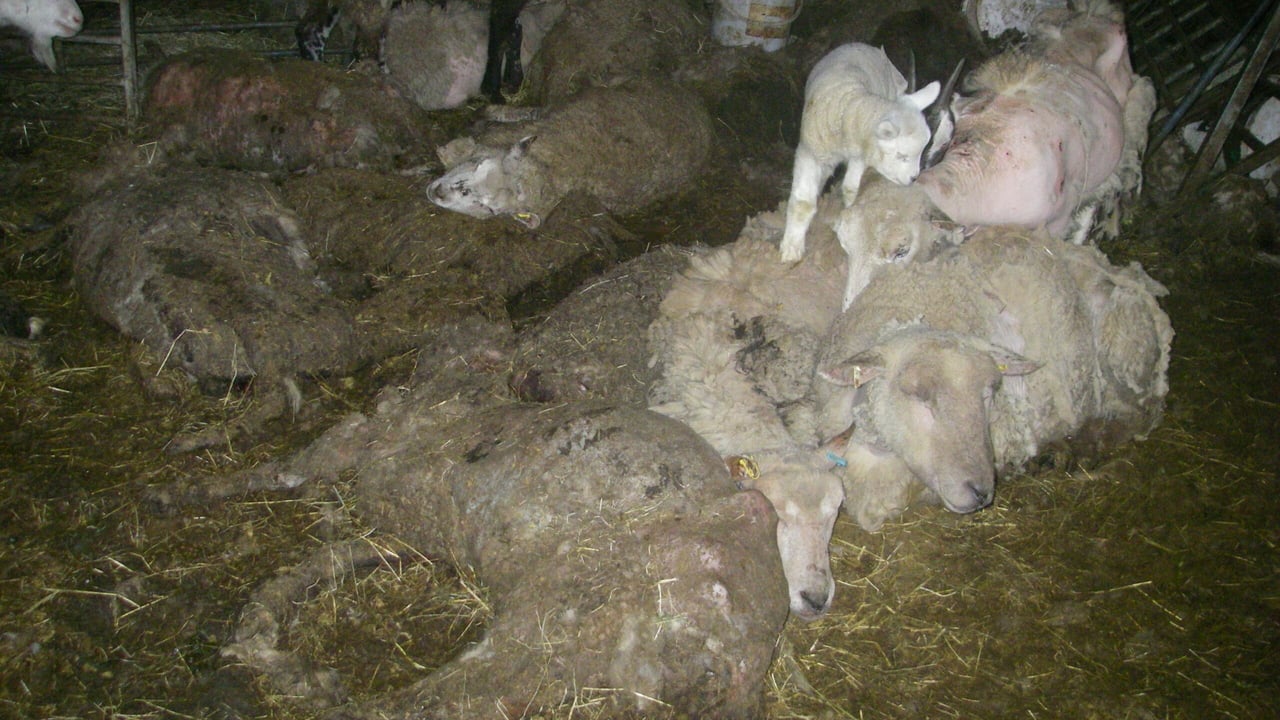 Image source: RSPCA