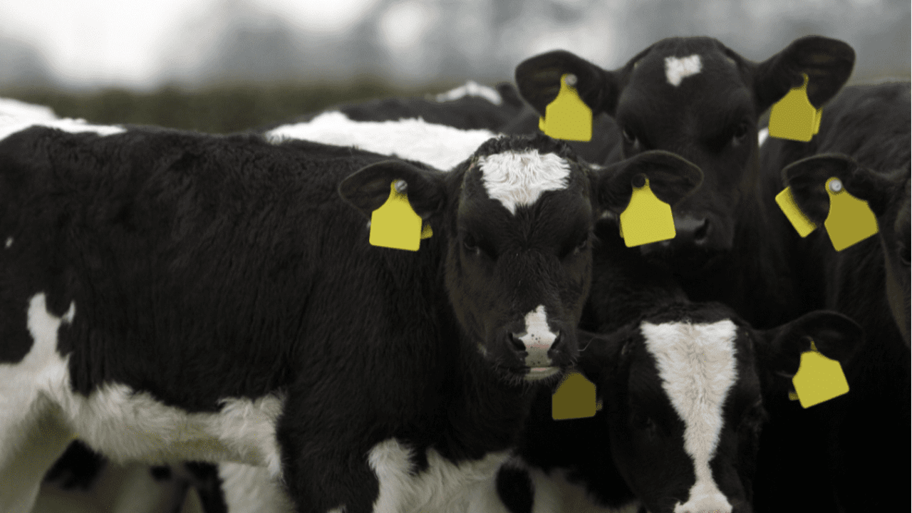 US scientists create vaccine 'cocktail' to protect cattle against Johne's disease