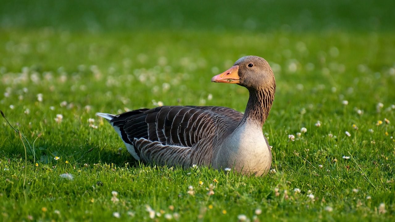 Greylag Goose Image source: MaxPixel