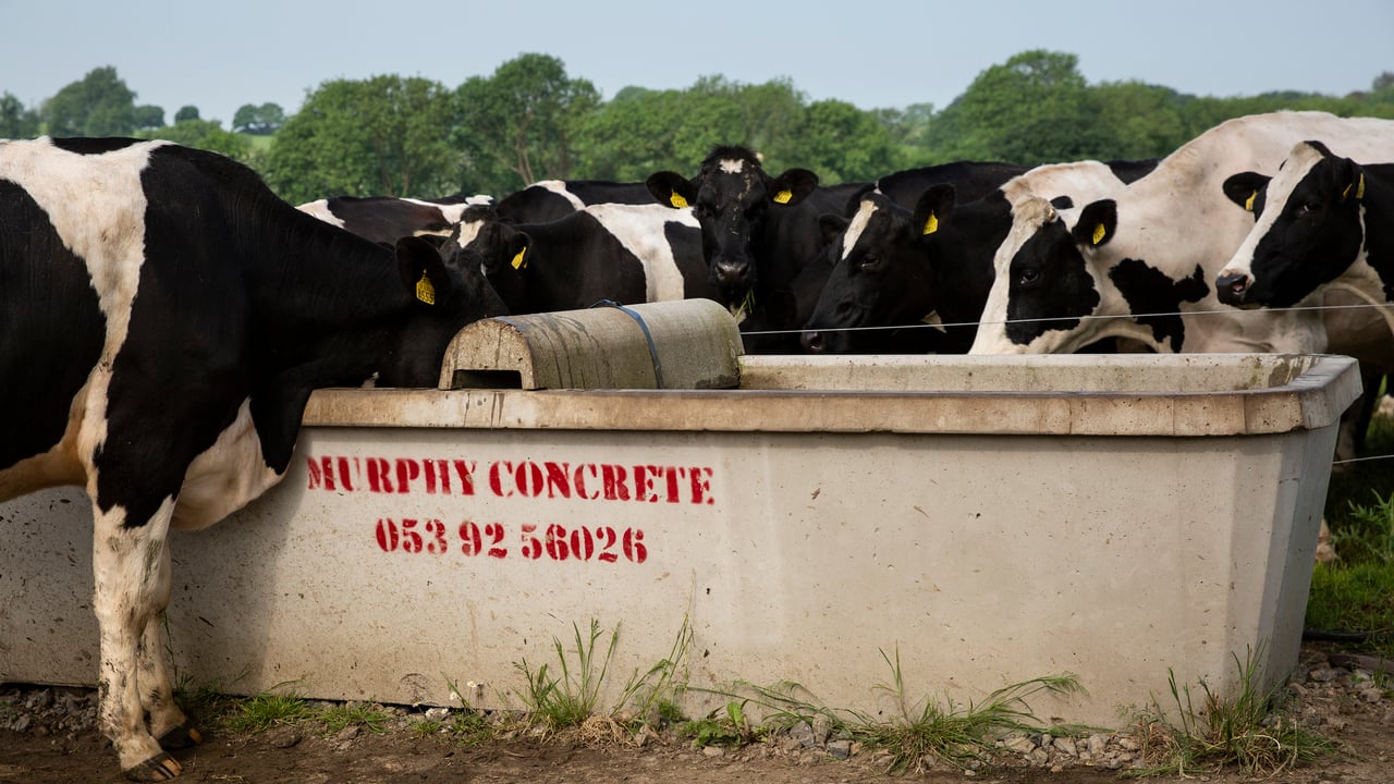Ensuring cows have access to clean water
