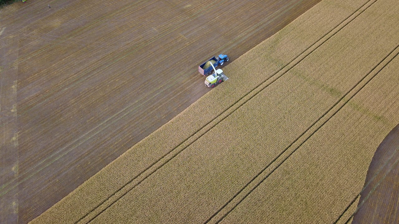 Quigley Agri Contracting harvesting triticale for wholecrop silage on Gowing's farm outside Portlaoise. Image source: Carl Newell