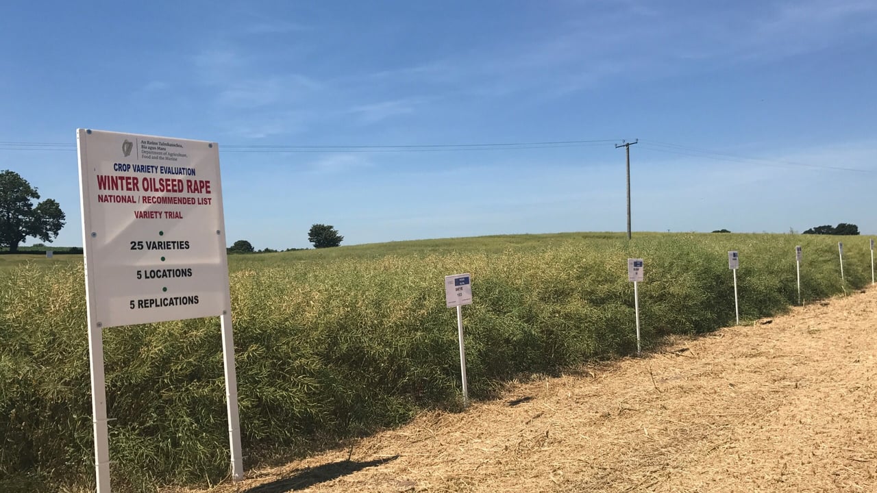 Winter oilseed rape recommended list is out