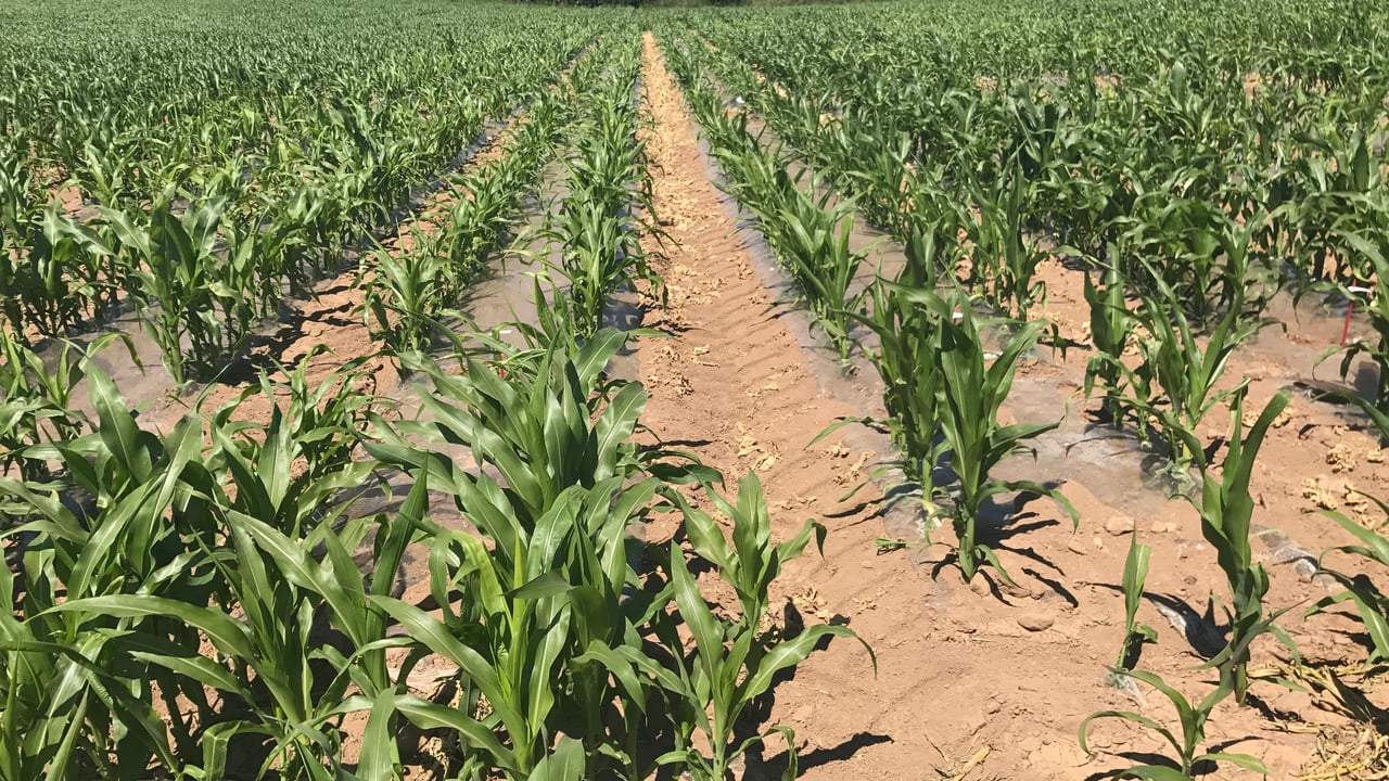 Maize acreage looks set to increase by 15% in 2022