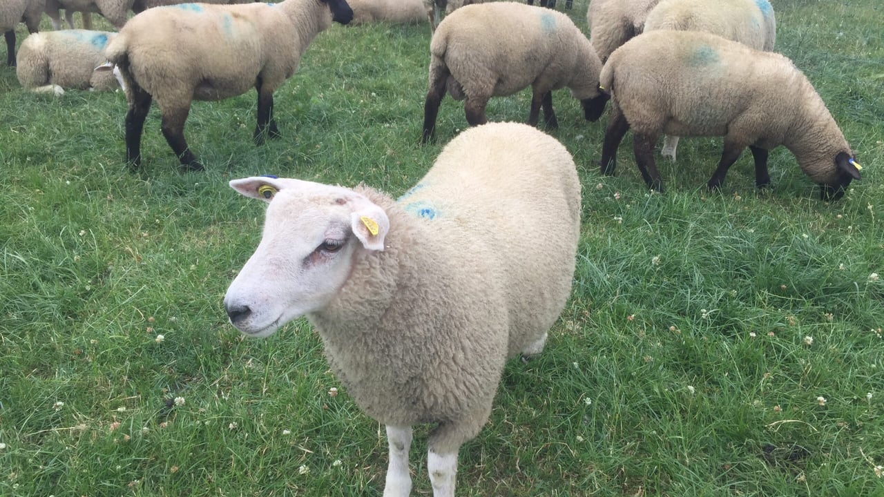 Dealing with drought takes centre stage at SHEEP 2018