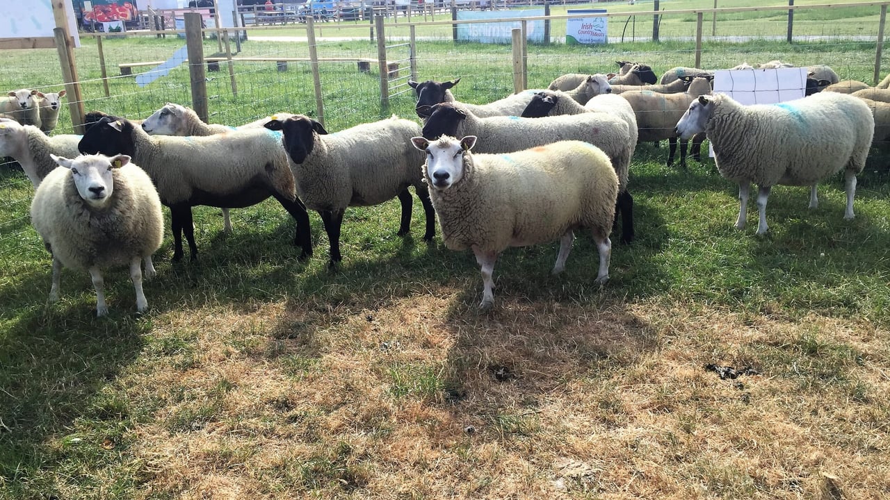New Zealand Suffolk and Texel ewes