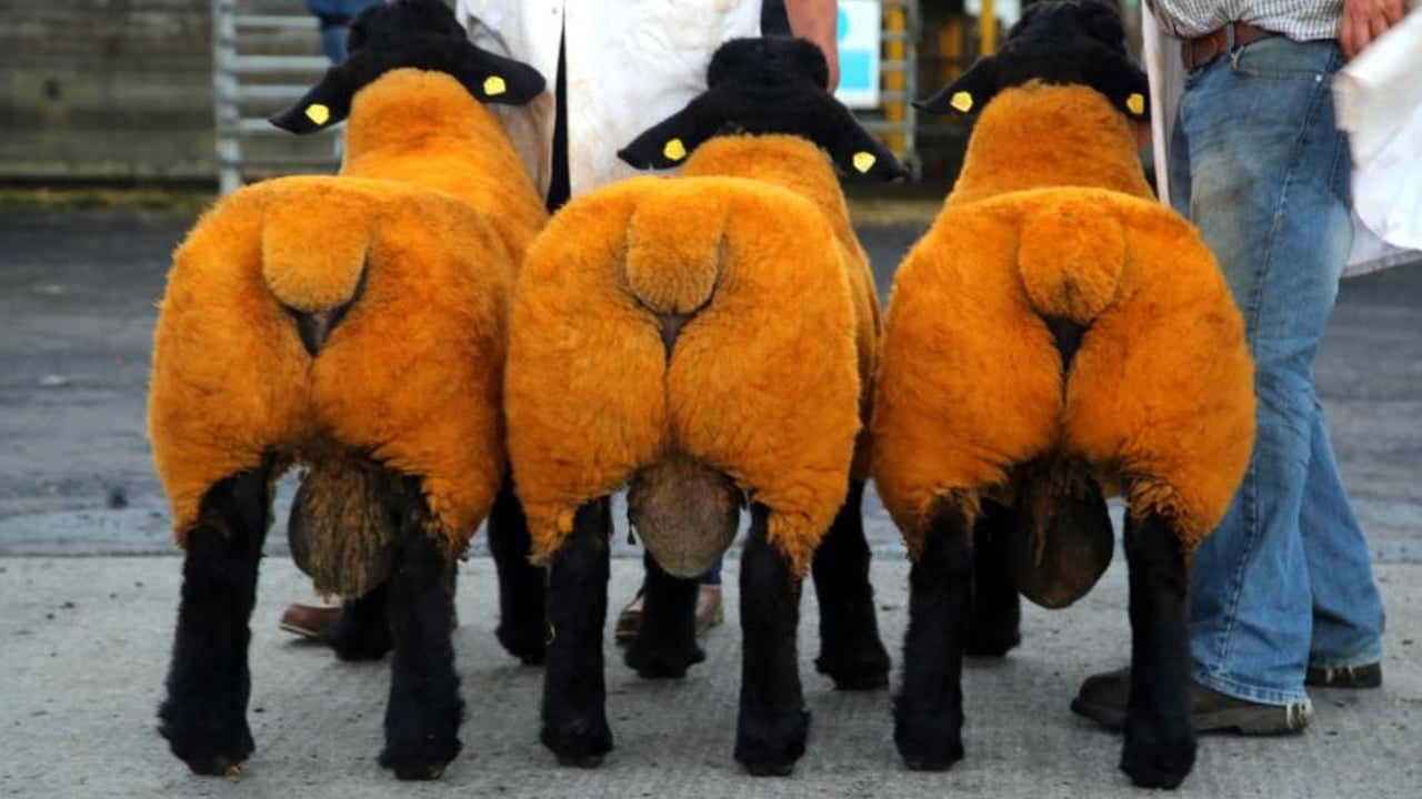 Image source: Suffolk Sheep Society