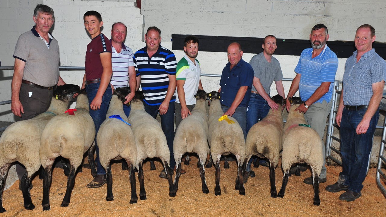 Focus on Suffolk Cheviot crossbreeding in Tullow