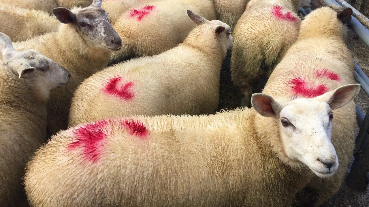 Further ease in spring lamb quotes