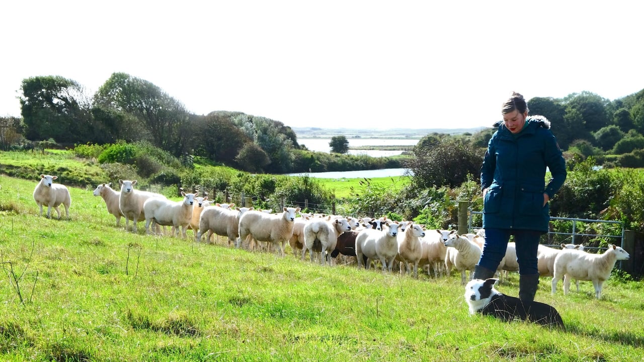 'My work is a journey into the land of shepherding'