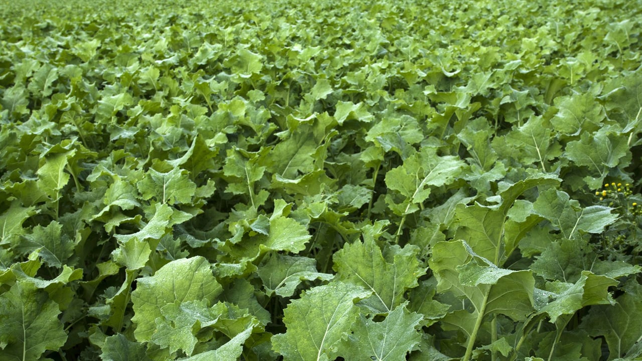 How to manage recently sown brassicas