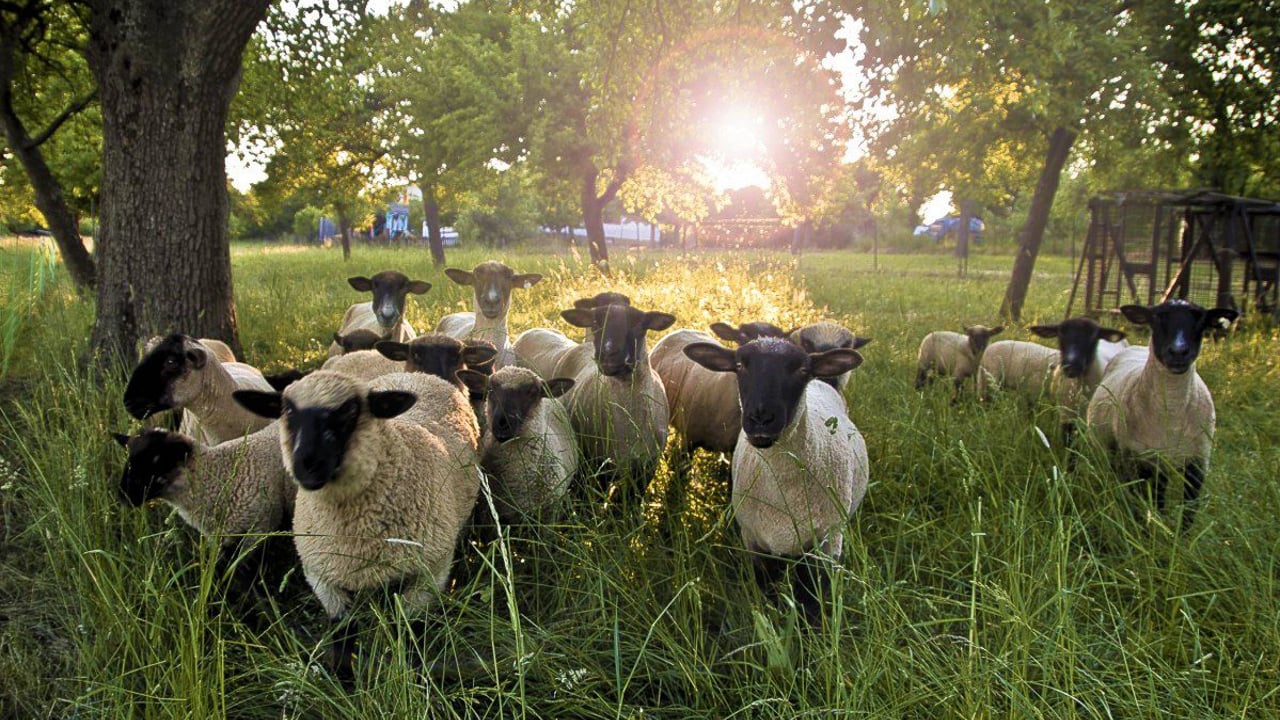 10 sheep disappear in suspected 'two-legged fox' attack