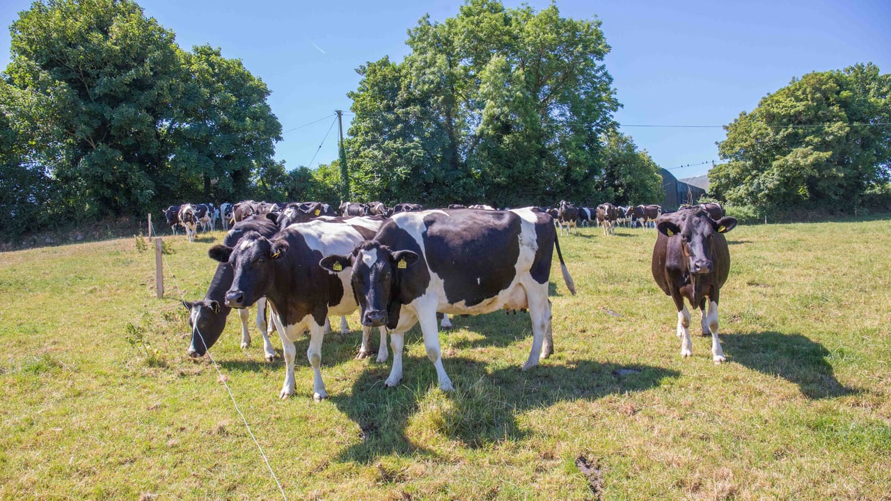 Instant hot water system gives 85° temperatures to Wicklow dairy farmer