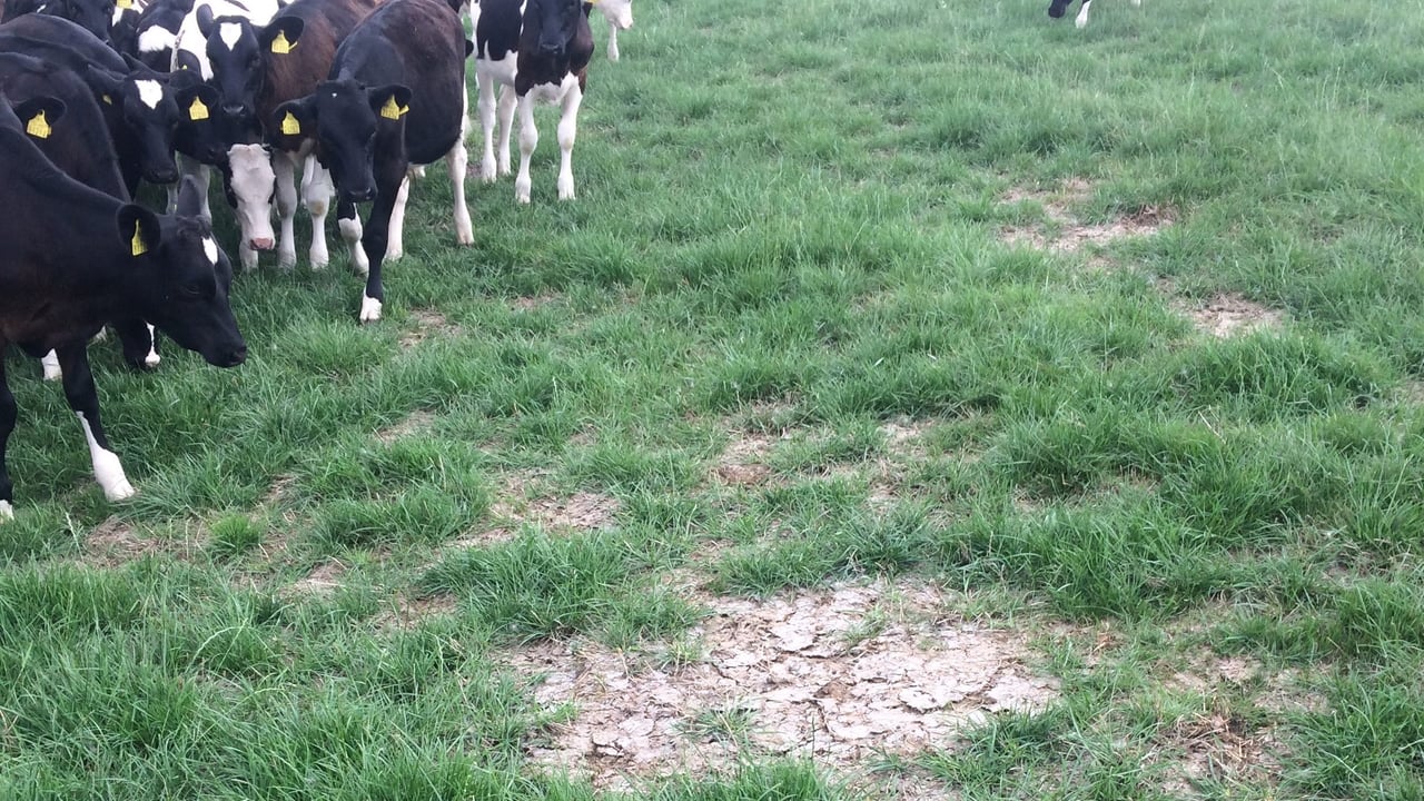 Open paddock that was poached during spring 2018