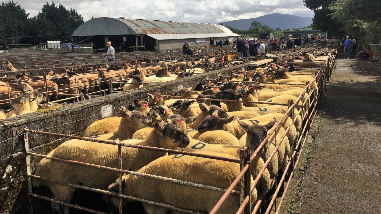 Pics and prices: Buyers travel for Borris Ewe Breeders' show and sale
