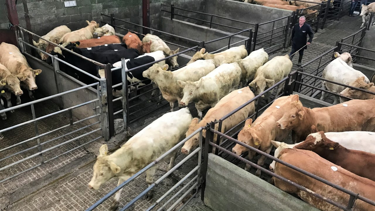 Mart report: Northern activity increased across marts last week