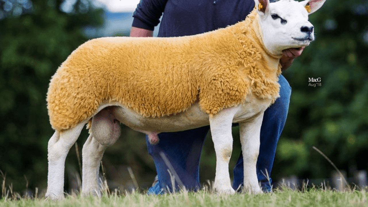 Image source: Irish Texel website