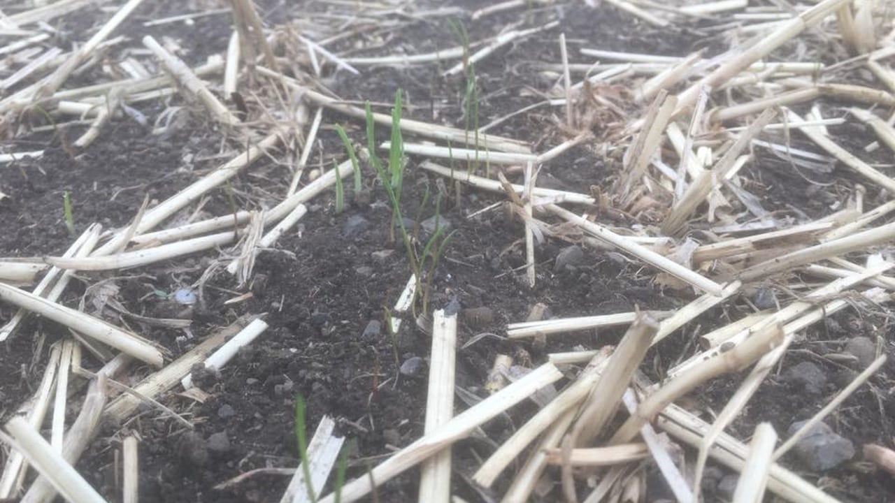 Westerwold ryegrass appearing in Teagasc Oakpark on August 1. The crop was sown on July 25. Image source: Teagasc