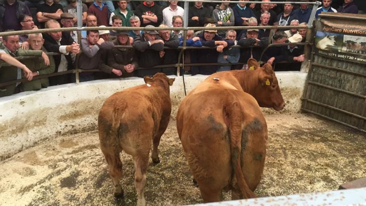 Image source: Donegal Co-op Livestock Mart Facebook page