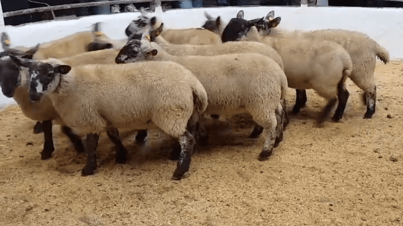 Expectations surpassed at Tullow Sheep Breeders' sale