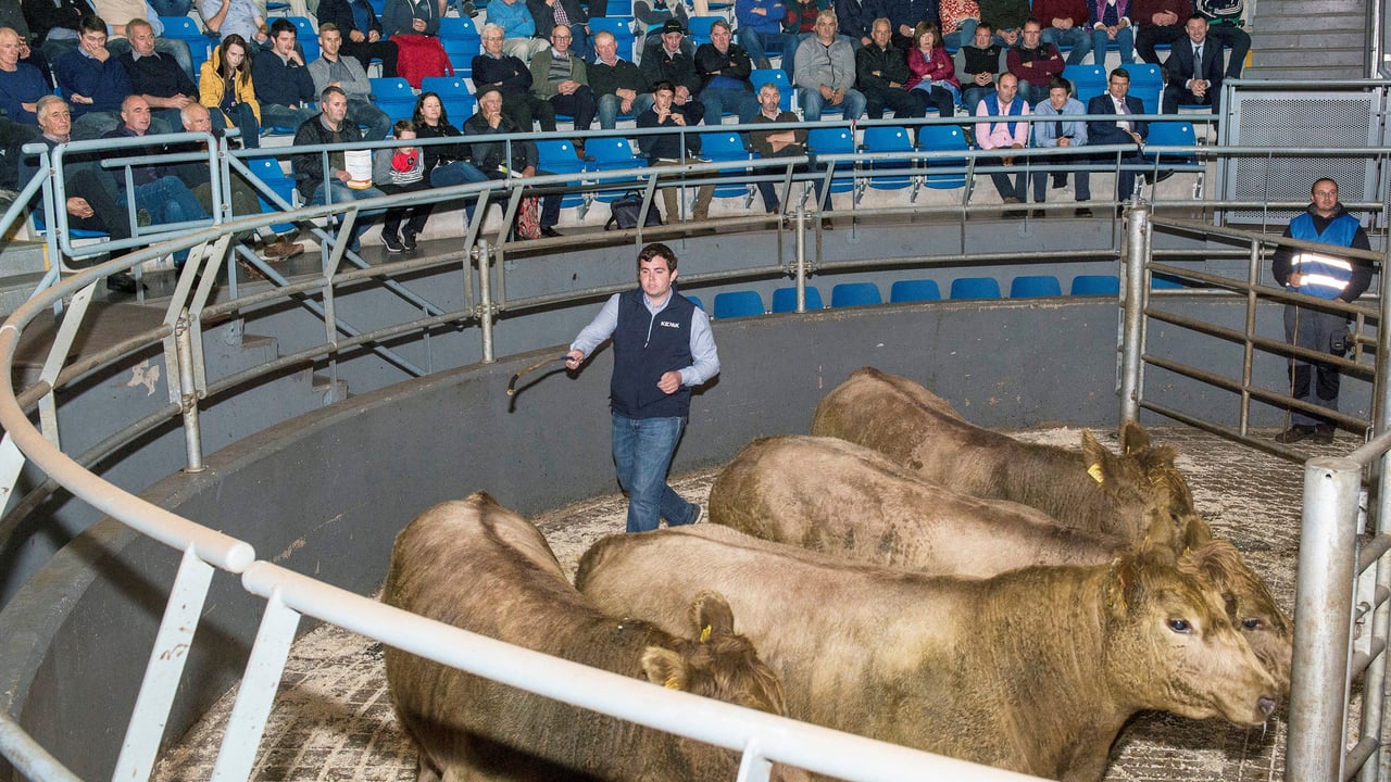 Grading cattle: What do the meat processors want?
