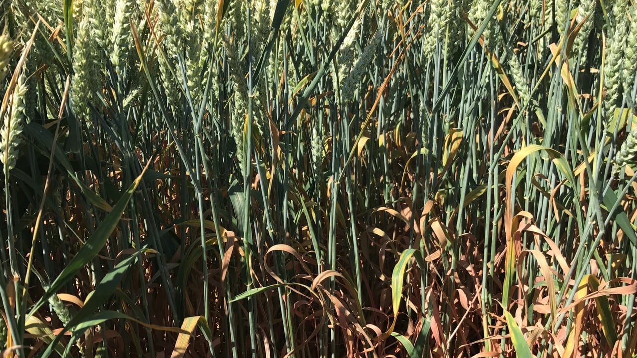 A plot in some of Syngenta's trials this season examining different disease spray programmes with Bravo