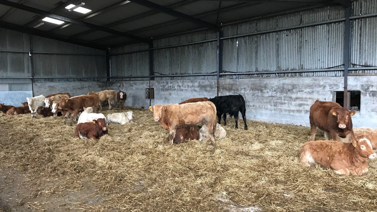 What prices will 2018-born weanlings need to make to ensure profit at slaughter?
