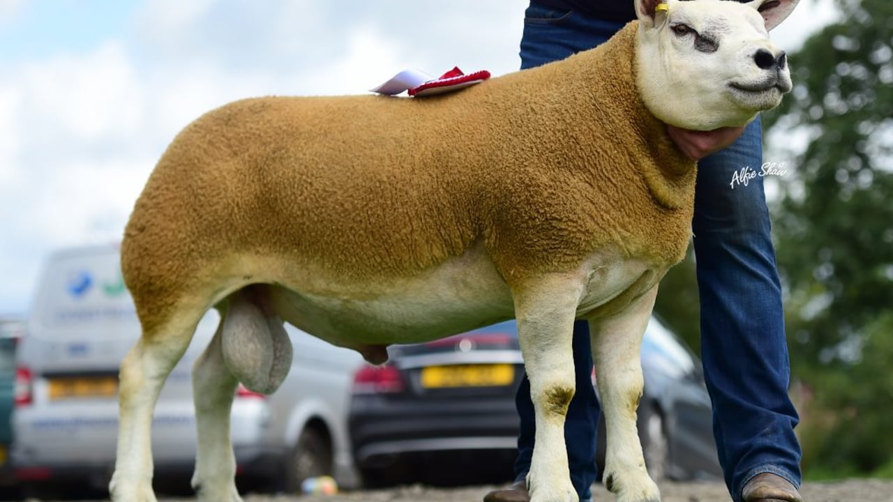 Northern Irish Texel National Sale peaks at 4,300gns