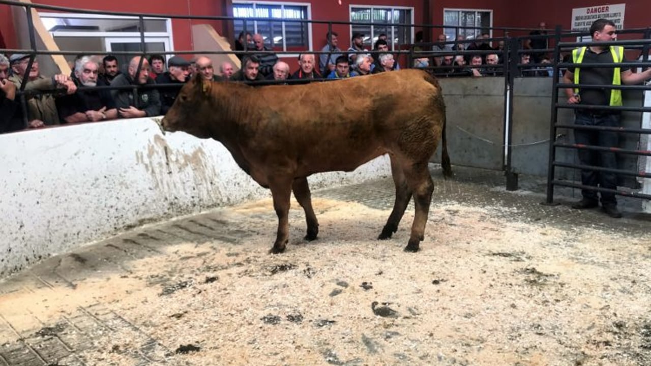 Factory feedlot buyers switch focus to quality heifers at the ringside