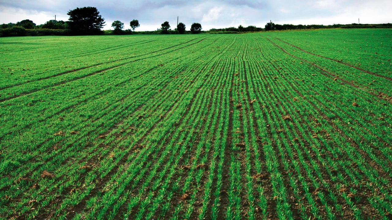 Grain and oilseed growers in western Ukraine to start cropping shortly