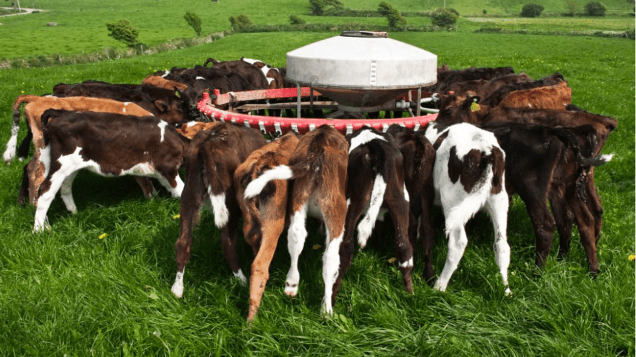 Contract heifer rearing: Here's the pros and cons from a farmer's perspective