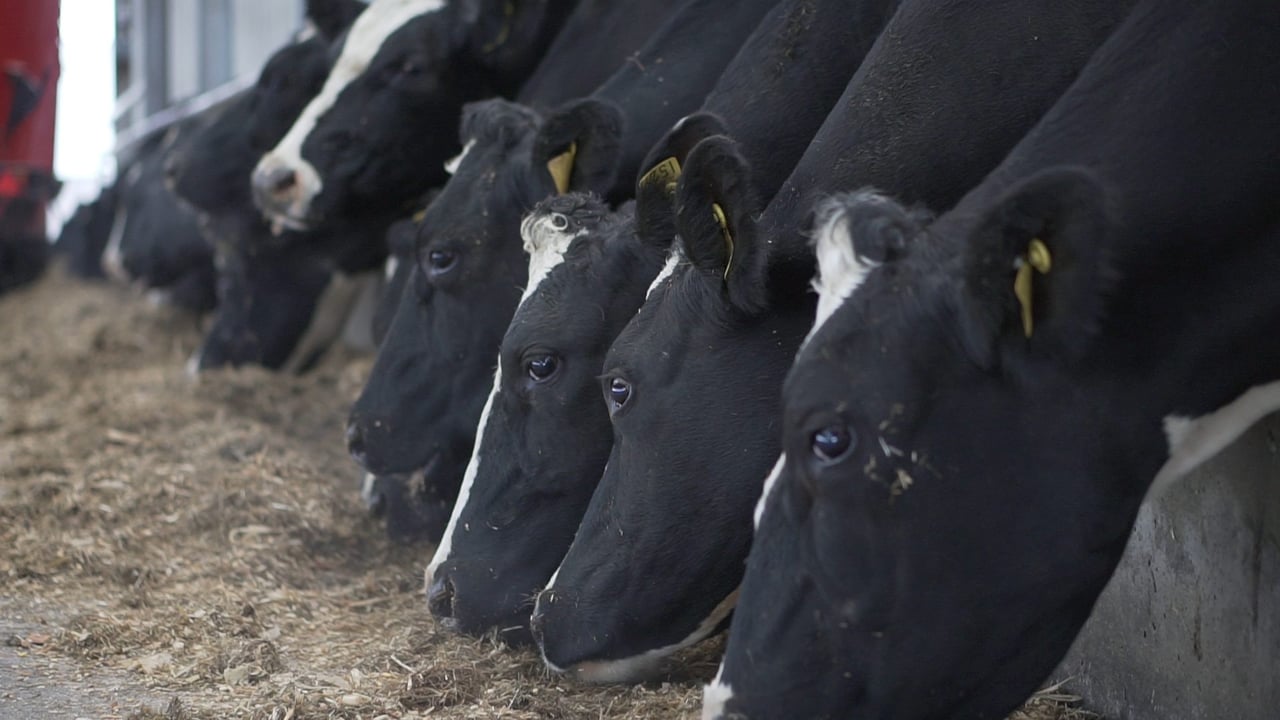 Know a tillage farmer? They could help build fodder reserves on your dairy farm