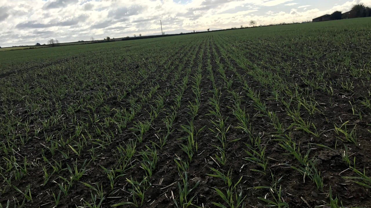 Aphid numbers peaked at the end of October